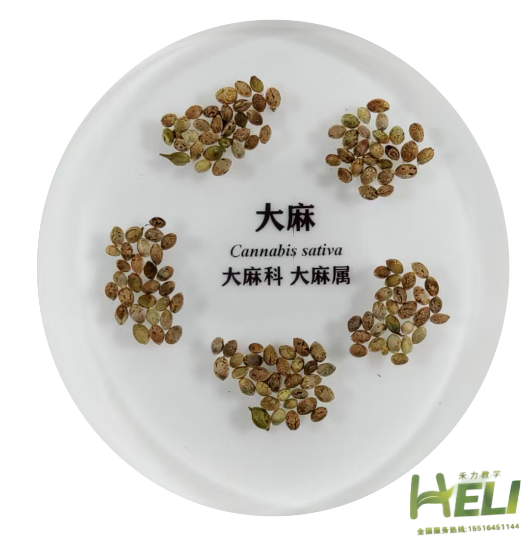 包埋標本   大麻